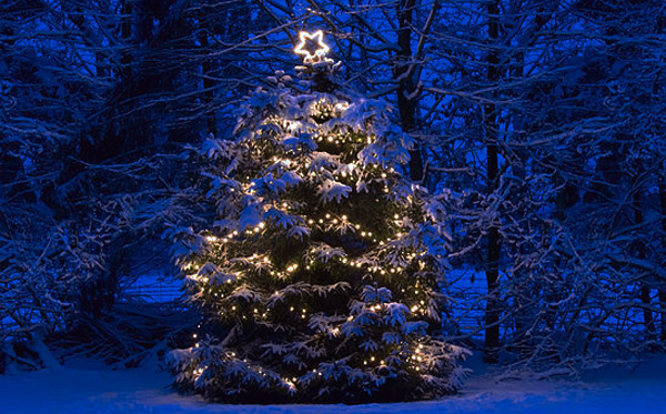 ÁRVORE DE YULE